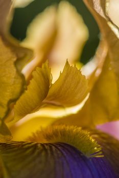 Detail of Iris flower in full Spring bloom