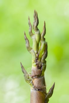 Bamboo bud tip on newly born plant