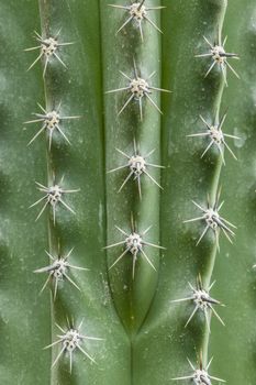 Star-shaped white thors of succulent plant