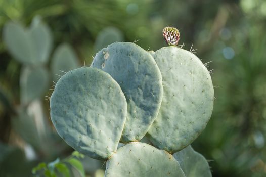 Prickly pear plant new leaves in Spring