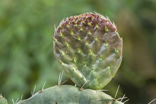 Prickly pear plant new leaves in Spring