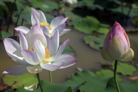 Pink water lilly - detail of a beautiful water lotos in bloom