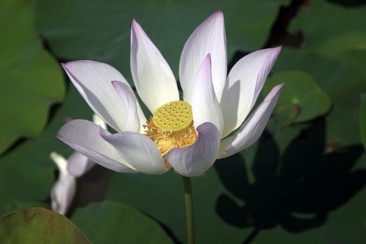 Pink water lilly - detail of a beautiful water lotos in bloom