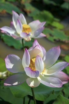 Pink water lilly - detail of a beautiful water lotos in bloom