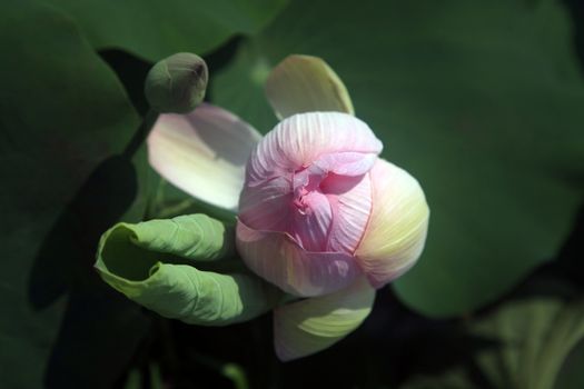 Pink water lilly - detail of a beautiful water lotos in bloom