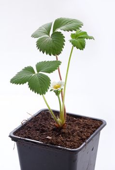 Bush of wild strawberry with flower in the soil