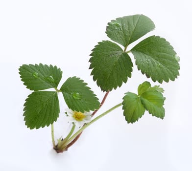 Green bush of wild strawberry with flower on the white