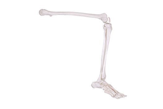 right skeleton leg sitting