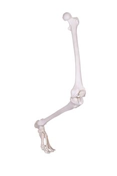 right skeleton leg