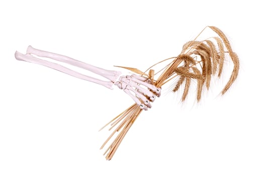 skeleton hand holding wheat