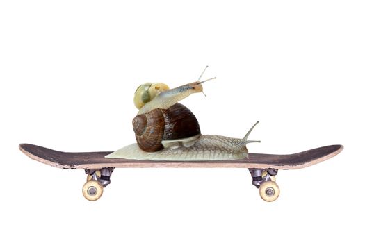 snails on old skateboard