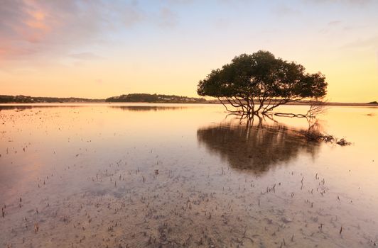 Single mangrove tree and its distinctive peg roots sticking up through sandy tidal shallows  - warm tones.   Bonny Vale Australia