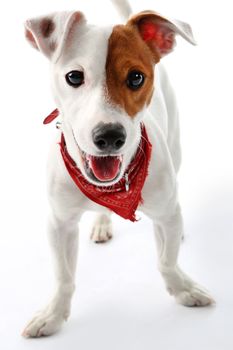 Portrait of a happy terrier in a red collar on a white background