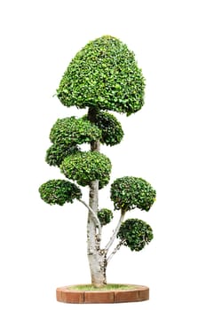 Dwarf tree isolated on white background