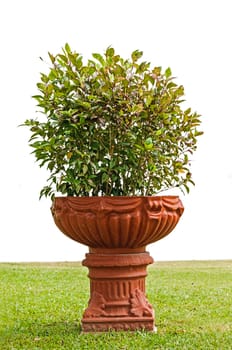 Plants grown in jardiniere on white background