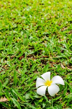 Plumeria flower fall on grass