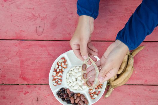 close of farmer hands shell husk decorative colorful bean pods to white dish.