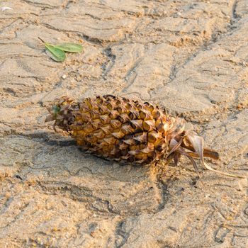 Pineapple sear rot on the beach