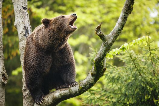 Brown bear (Ursus arctos), sitting on a tree, screaming loudly