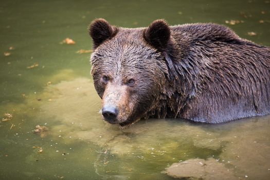 Brown bear (Ursus arctos)