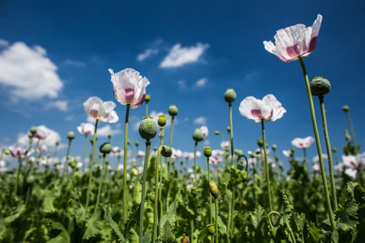 Blossoming poppies on a lovely sunny day