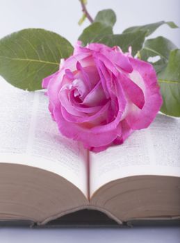 White and pink rose over open book, focus on the rose