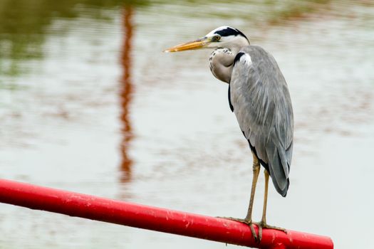 Grey Heron (Ardea cinerea) by the lake