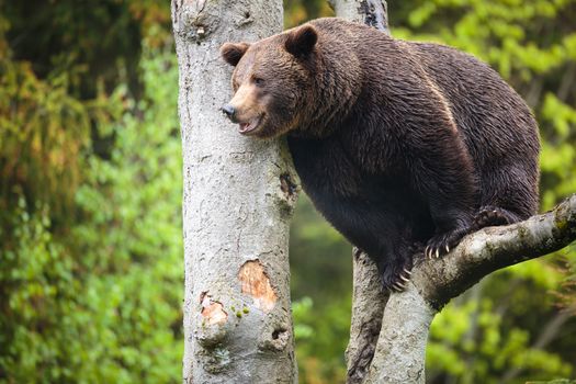 Brown bear (Ursus arctos)