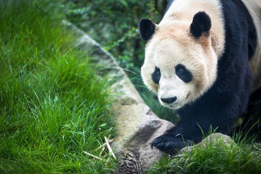 Giant panda (Ailuropoda melanoleuca)