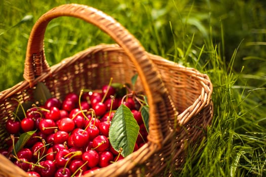 Freshly picked cherries in a basket in the garden