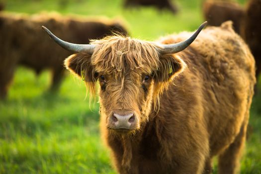 Cows grazing on a lovely green pasture