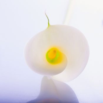 White calla in close up, focus on the center of flower, white background