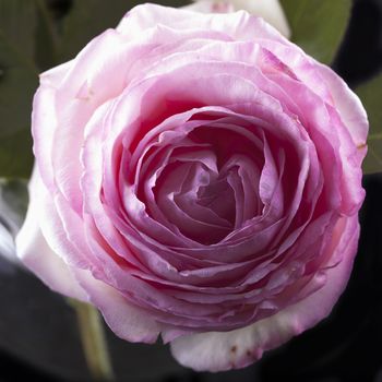 Pink rose from a glass bowl, black background