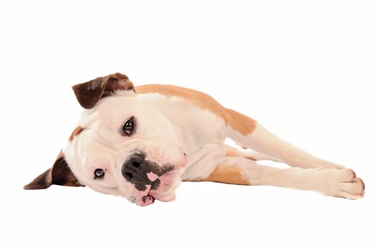 Olde English Bulldogge Laying down on a white background