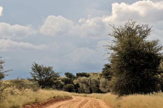 Road landscape in the Kgalagadi Transfrontier Park, South Africa
