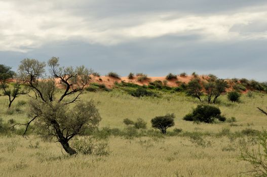 Dune landscape in the Kgalagadi Transfrontier Park, South Africa
