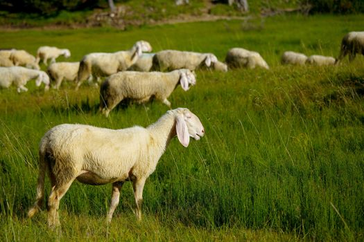 Sheep grazing on an alpine field