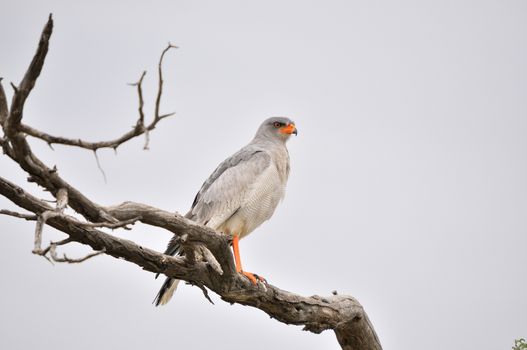 Southern Pale Chanting Goshawk, Melierax canorus, Kgalagadi Transfrontier Park, South Africa
