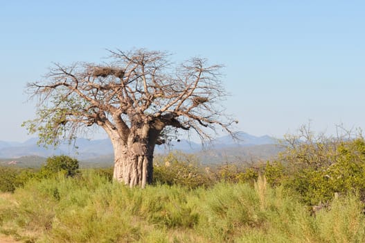 Baobab tree near Epupa in the Kaokoveld in Namibia
