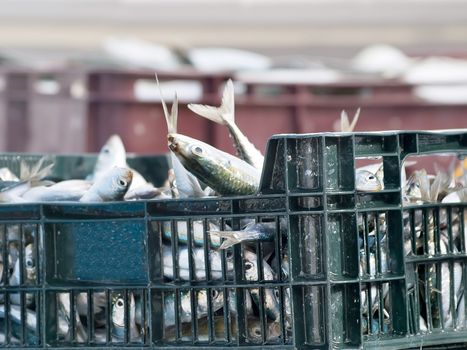 full case od fresh anchovies on fishing boat