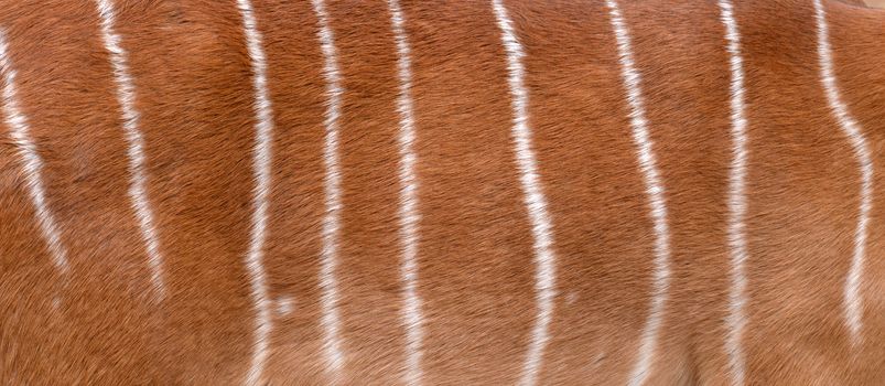 textured of nyala fur can use for background