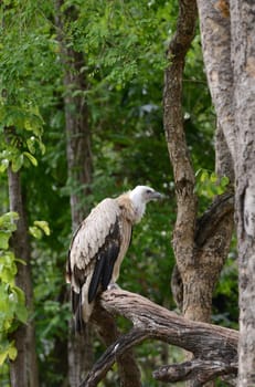 griffon vulture perching on tree branch