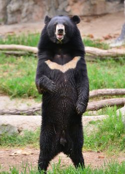 asiatic black bear or moon bear (ursus thibetanus)