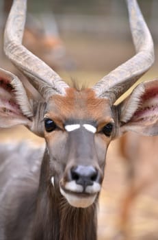 close up of male nyala head ( tragelaphus angasii )