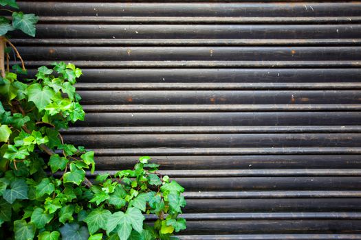 Vintage background blinds and grape leaves