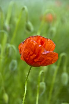 A red poppy on a green field.