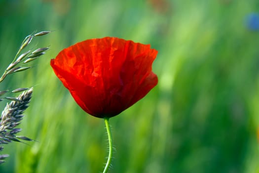 A red poppy on a green field.