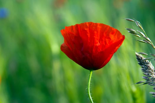 A red poppy on a green field.