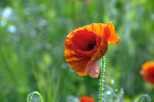 A red poppy on a green field.