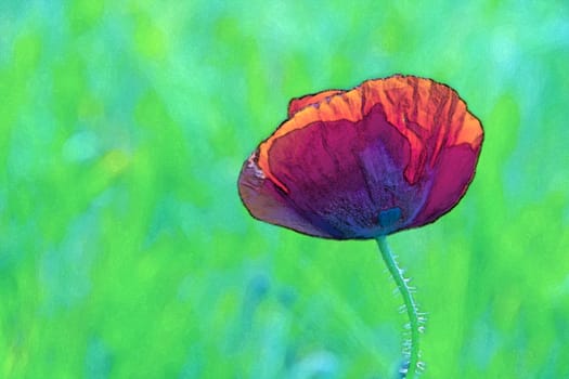 A red poppy on a green field.